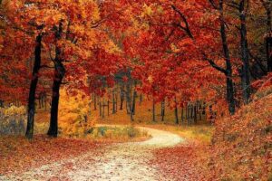essay on the tree