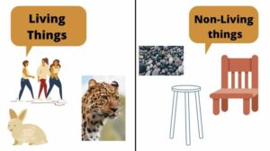 living things and non living things