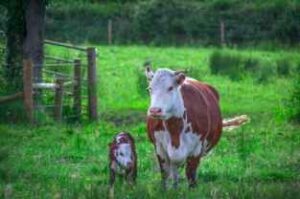 essay on cow in english